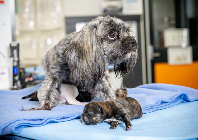 mother and pups